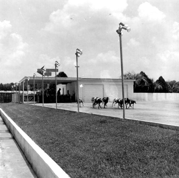 View of a dog race - Monticello, Florida