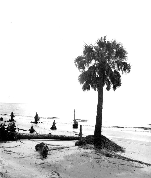 Wood and a tree on the shore - Saint Vincent Island, Florida .