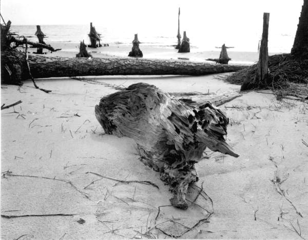 Wood on the sandy shore - Saint Vincent Island, Florida .