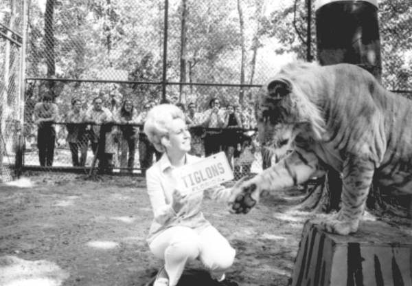 Woman with a Tiger-Lion at the Caribbean Gardens zoological park
