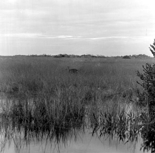 Deer in the Everglades
