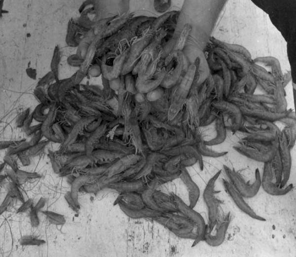 A handful of freshly caught shrimp - Florida