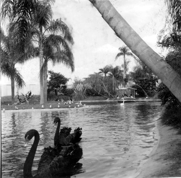 Tourists on boat ride at Busch Gardens with swans in foreground - Tampa, Florida
