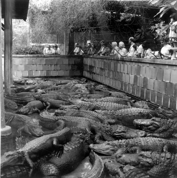 People looking at alligators - Bonita Springs, Florida