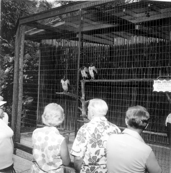 People looking at caged King Vultures - Bonita Springs, Florida