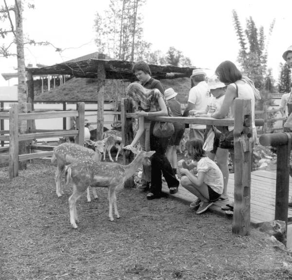Sea World deer - Orlando, Florida.