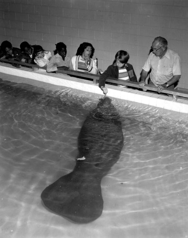 Spectators watch a boy feeding Snooty the manatee at the South Florida Museum - Bradenton, Florida