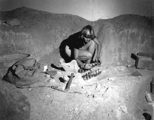 A staff member brushing away the dirt on fossil teeth at the Florida State Museum - Gainesville, Florida