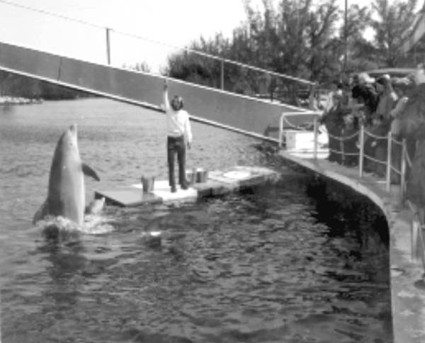 Theater of the Sea animal trainer feeding a dolphin - Islamorada, Florida