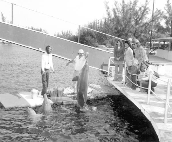 Theater of the Sea animal trainers feeding dolphins - Islamorada, Florida