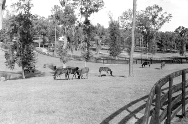 Horses grazing at Pebble Hill Farm - Ocala, Florida