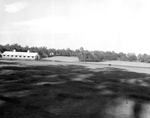 Horse grazing at Pebble Hill Farm - Ocala, Florida