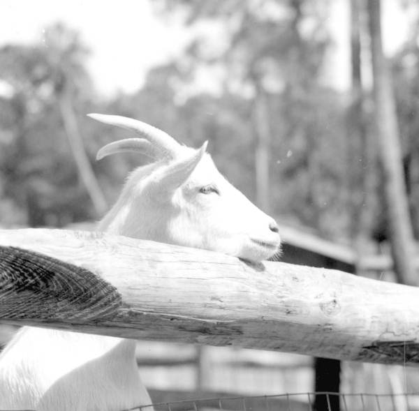 A goat rests its head at Sanford's zoo - Sanford, Florida.