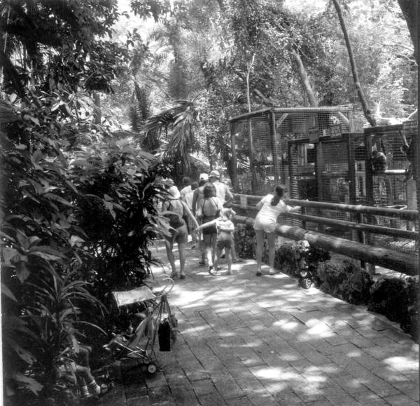View of tourists at Monkey Jungle - Miami, Florida.
