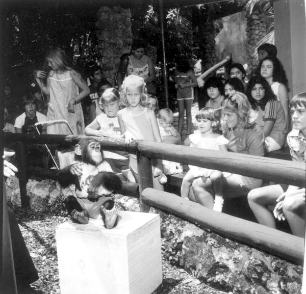 Tourists enjoying antics of chimpanzee at Monkey Jungle - Miami, Florida.