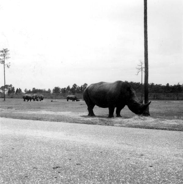 View of rhinoceroses at the Lion Country Safari zoo