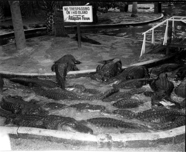 Alligators at an alligator farm - St. Augustine, Florida