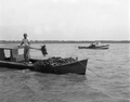 Oyster boats and oystermen - Apalachicola, Florida