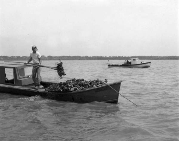 Oyster boats and oystermen - Apalachicola, Florida