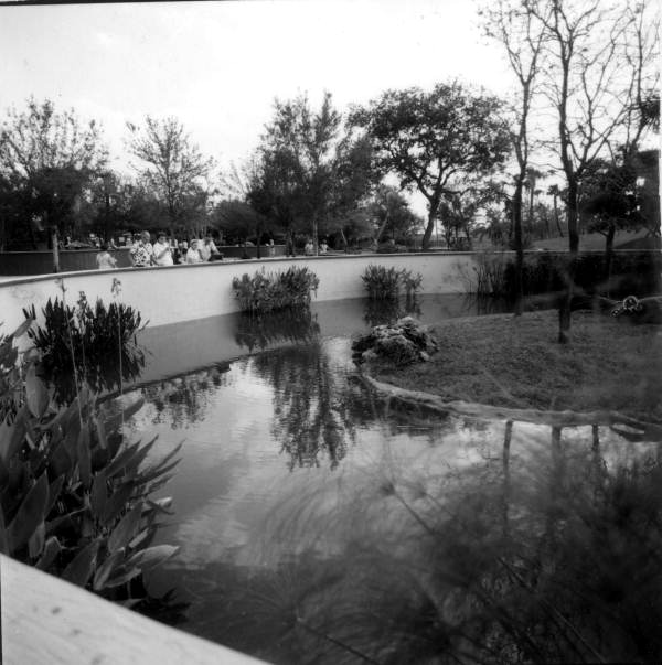 Group of people behind wall watching raccoon - Cypress Gardens, Florida