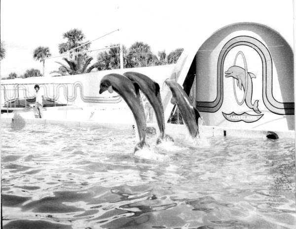 Dolphins in mid-air at Marineland of Florida - Marineland, Florida