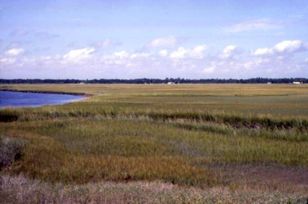 Grasslands at Sawpit Creek - Duval County, Florida.