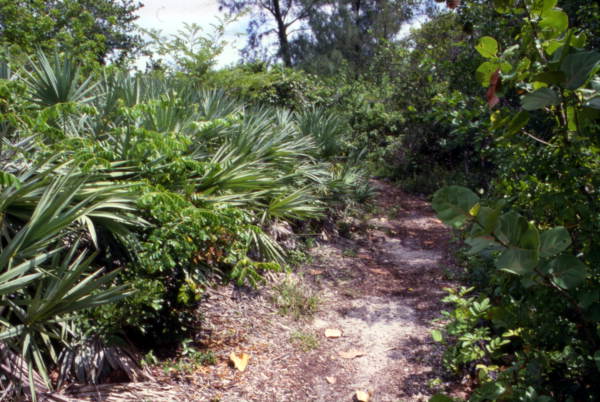 View of a trail at the John U. Lloyd Beach State Park - Fort Lauderdale, Florida..