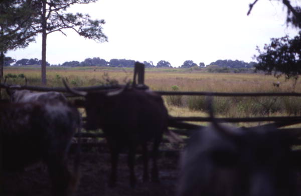 View showing cattle at the 1876-era cow camp used for living history demonstrations at Lake Kissimmee State Park - Lake Wales, Florida.
