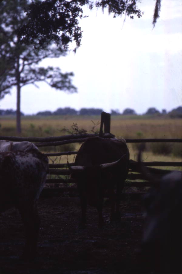 View of cattle at the 1876-era cow camp used for living history demonstrations at Lake Kissimmee State Park - Lake Wales, Florida.