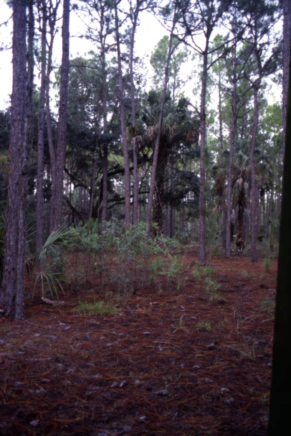 View showing trees and bushes at Lake Kissimmee State Park - Lake Wales, Florida.