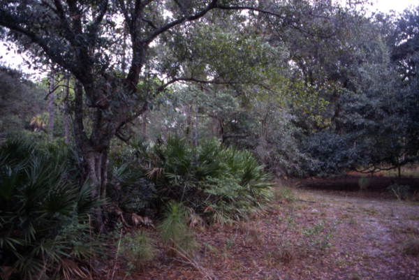 View of bushes and trees at Lake Kissimmee State Park - Lake Wales, Florida.