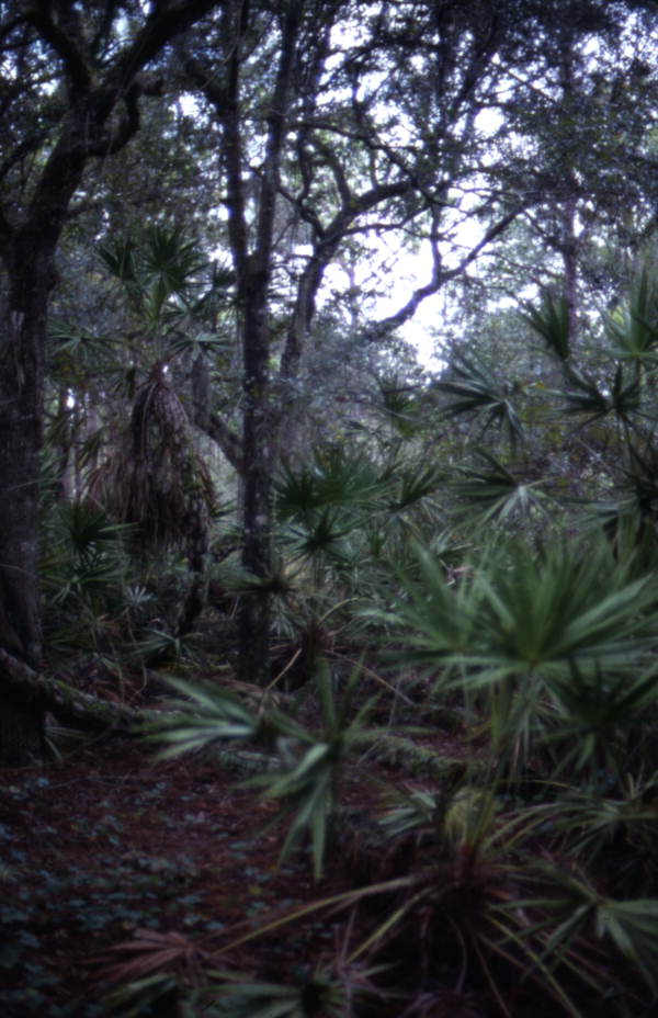 View showing bushes and trees at Lake Kissimmee State Park - Lake Wales, Florida.