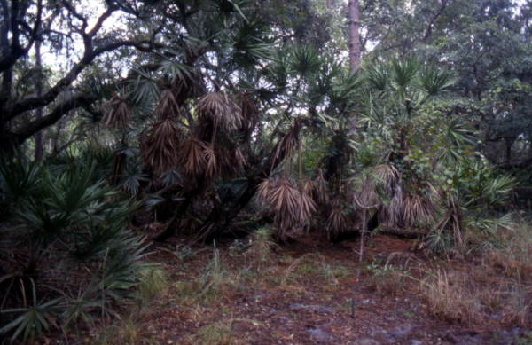 View of bushes and trees at the Lake Kissimmee State Park - Lake Wales, Florida.