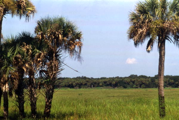 Scenic view looking across plains toward woodland hammock at the Myakka River State Park - Sarasota, Florida..