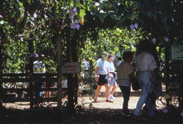 Vine walk trail at the Butterfly World attraction in Coconut Creek, Florida.