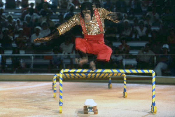 Chimpanzee performing skateboard act at Busch Gardens - Tampa, Florida.