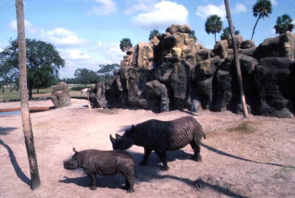 Rhinoceroses at the Busch Gardens amusement park - Tampa, Florida.