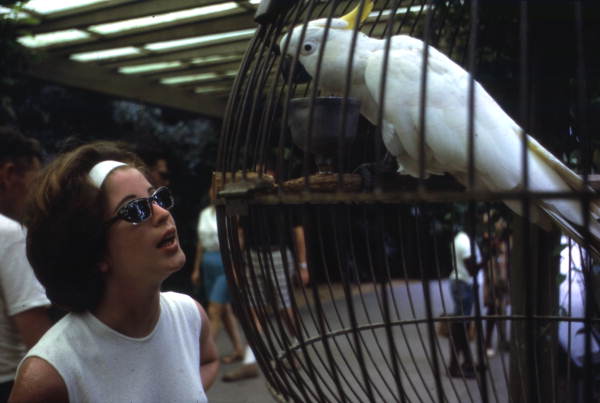 Visitor with a cockatoo at the Busch Gardens amusement park - Tampa, Florida.