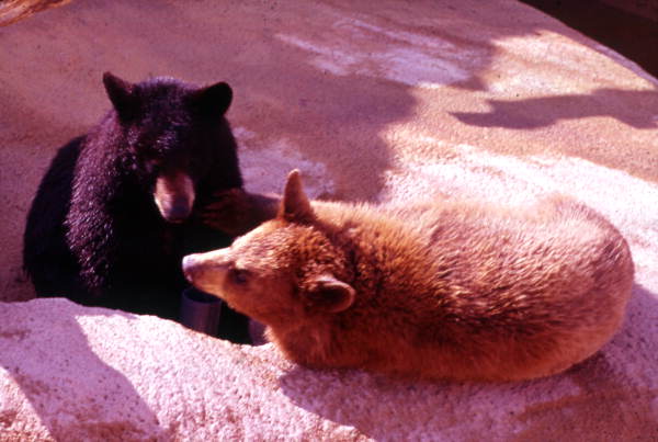 View showing bears at the Busch Gardens amusement park - Tampa, Florida.