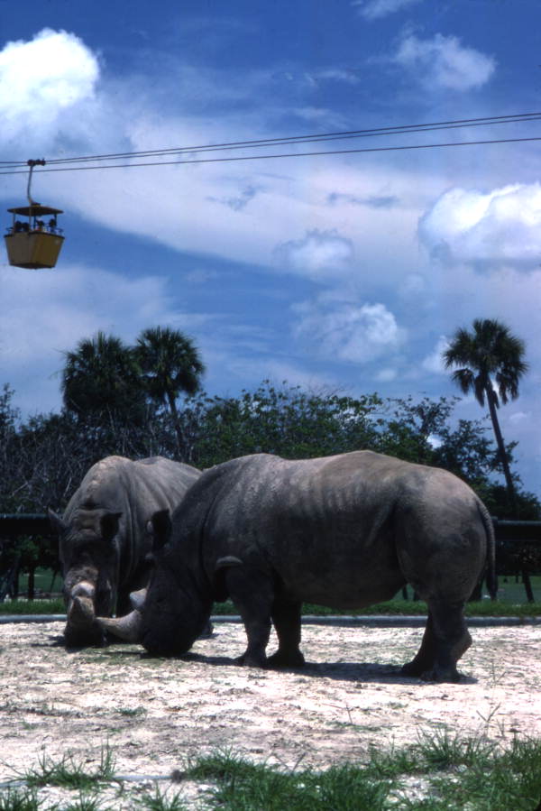 View of rhinos at the Busch Gardens amusement park - Tampa, Florida.