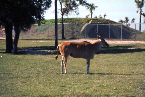 View of Greater Kudu at the Busch Gardens amusement park in Tampa, Florida.