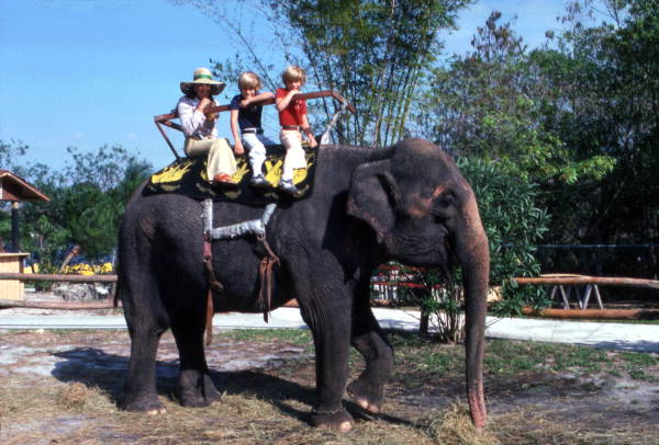 Visitors riding on an elephant at Busch Gardens in Tampa, Florida.