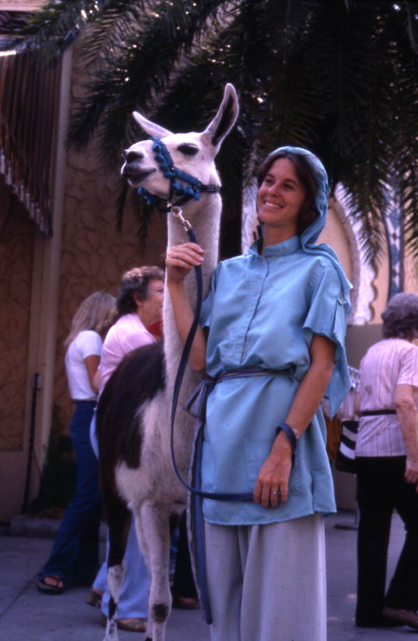Busch Gardens amusement park employee with a llama - Tampa, Florida.