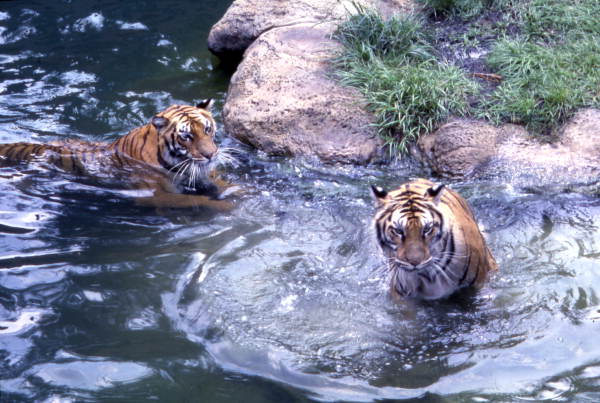 Tigers at the Busch Gardens amusement park in Tampa, Florida.
