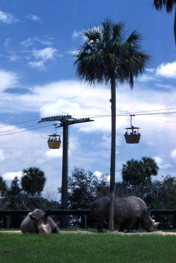 View showing rhinos at the Busch Gardens amusement park in Tampa, Florida.