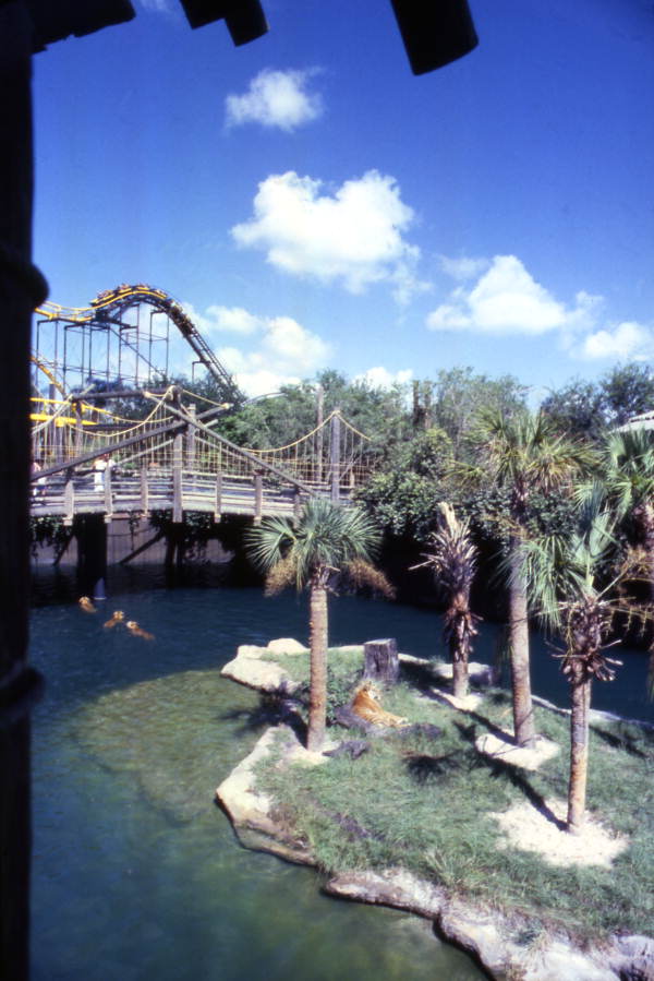 View looking over tigers at the Busch Gardens amusement park in Tampa, Florida.