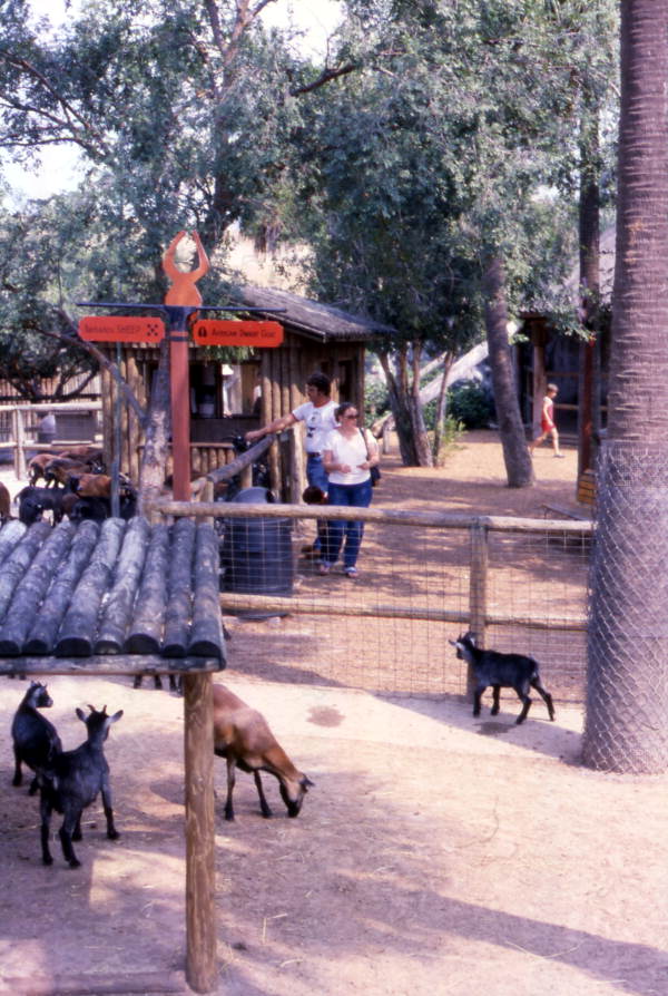 View showing visitors at the Busch Gardens amusement park petting zoo - Tampa, Florida.