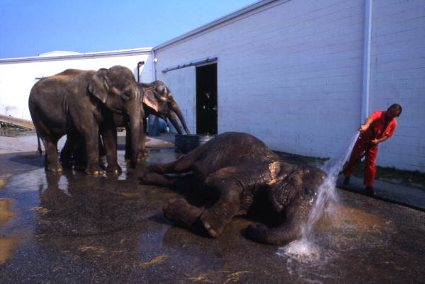 Elephants being bathed at the Circus World theme park in Orlando, Florida.