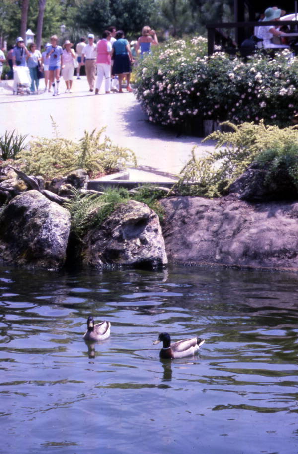 View showing Mallard ducks at the Cypress Gardens theme park in Winter Haven, Florida.