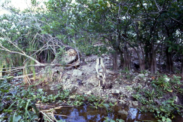 View looking at goat in the Everglades Holiday Park - Fort Lauderdale, Florida.